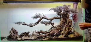 33 Inspirasi Desain Aquascape yang keren